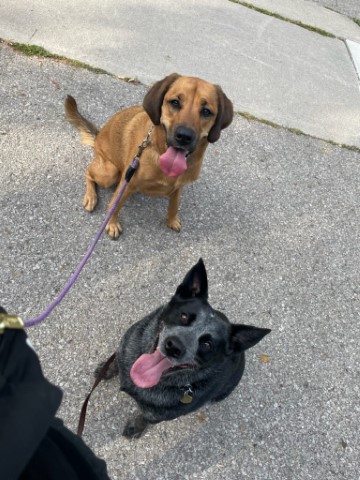 Layla & Freya